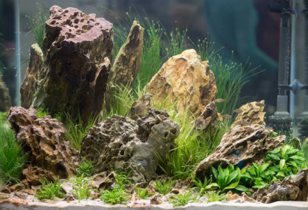 Aquarium outdoor dengan penggunaan batu alam dan tanaman air